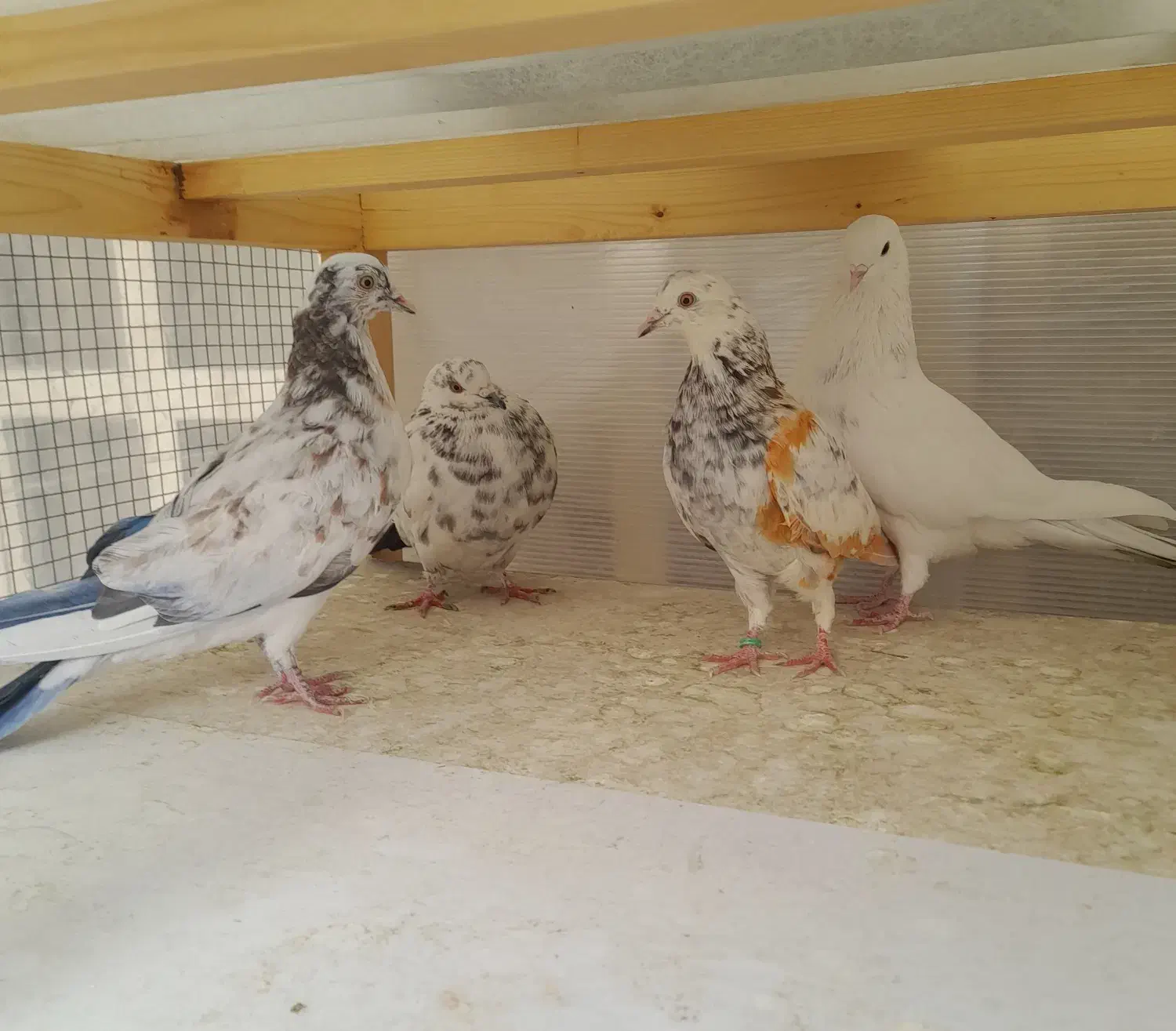 کبوتر|پرنده|تهران, مهران (سیدخندان)|دیوار