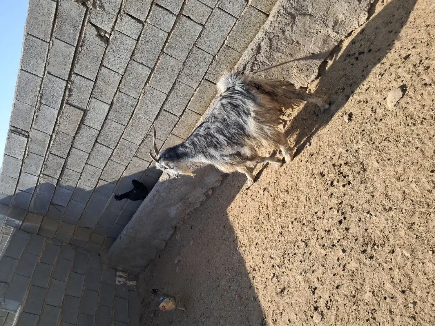 بز چاق پرواری مخصوص کشتار|حیوانات مزرعه|بانش, |دیوار