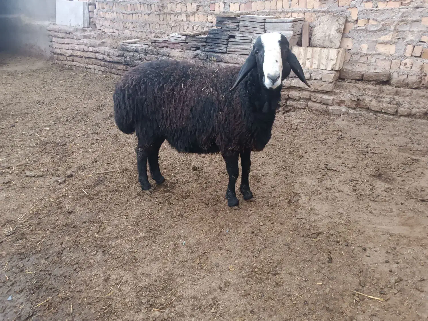 بره قوچ|حیوانات مزرعه|اسفرورین, |دیوار