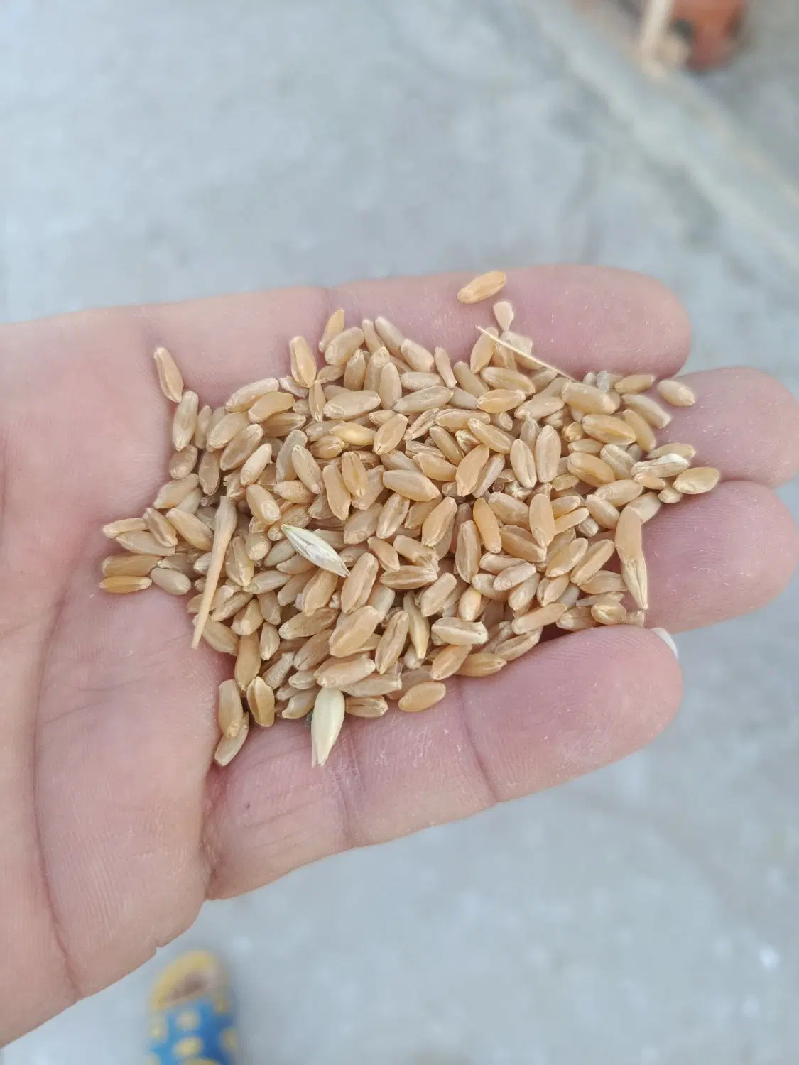 گندم|خدمات باغبانی و درختکاری|سیرجان, |دیوار