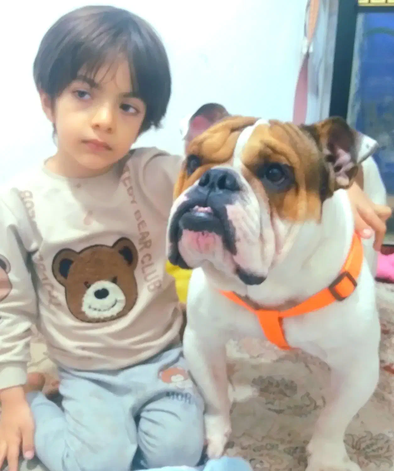 انگلیش بولداک وارداتی|سگ|چهاردانگه (تهران), |دیوار