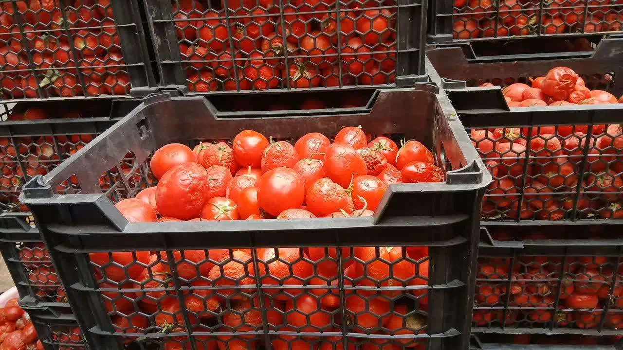 گوجه ربی ۷۰۰۰|خوردنی و آشامیدنی|قم, نوبهار|دیوار