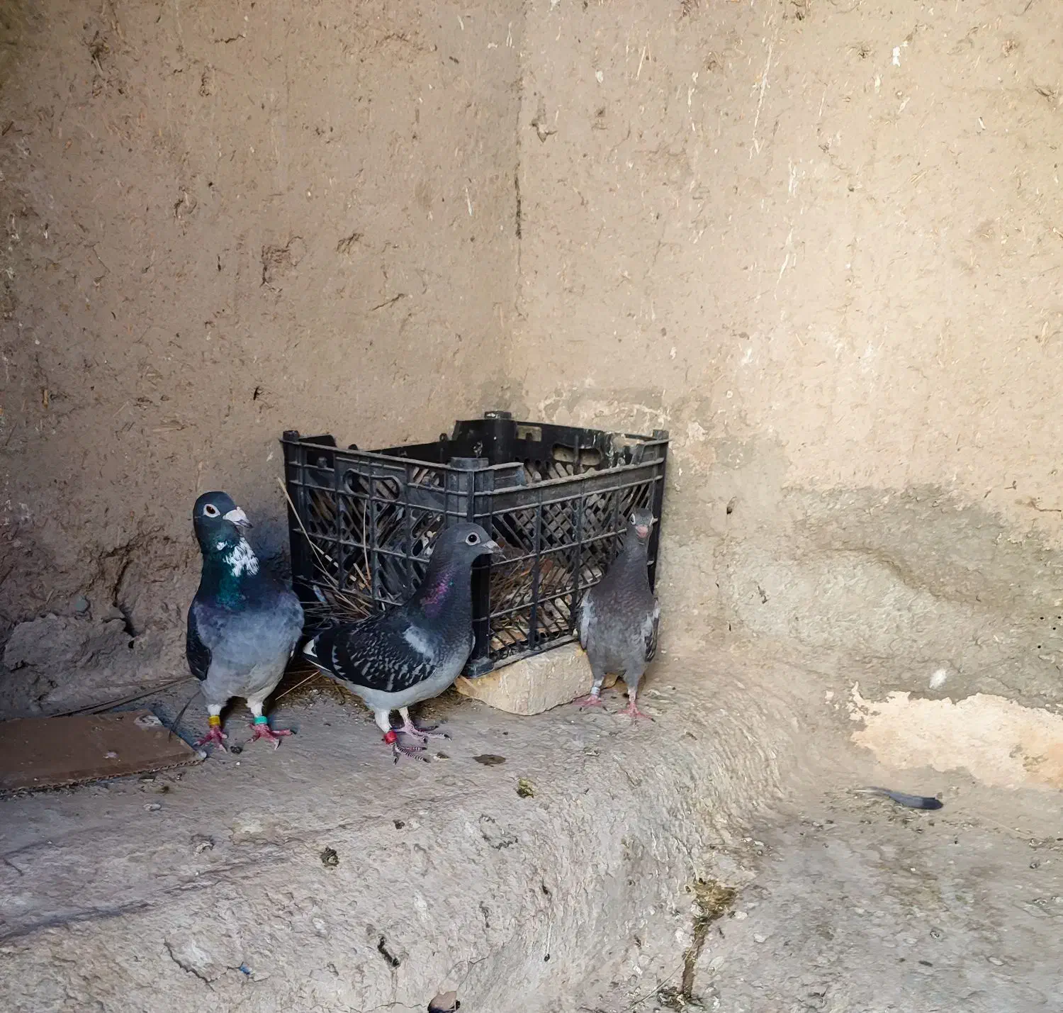 نرو ماده با جوجه|پرنده|سراوان, |دیوار