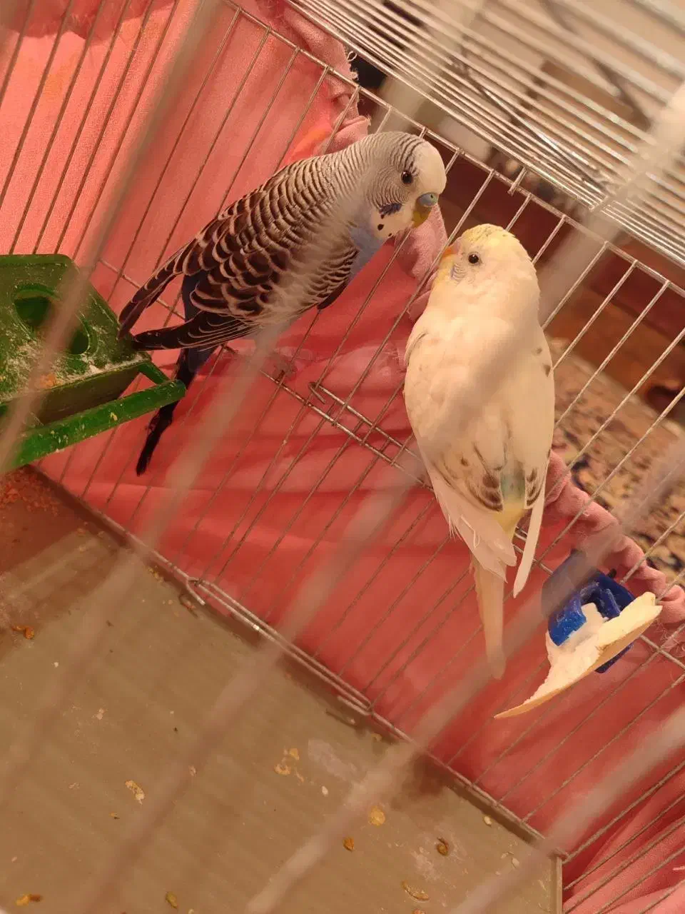 مرغ عشق|پرنده|رشت, لاکان|دیوار