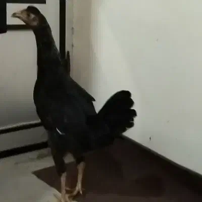 جوجه مرغ و خروس|حیوانات مزرعه|کردکوی, |دیوار