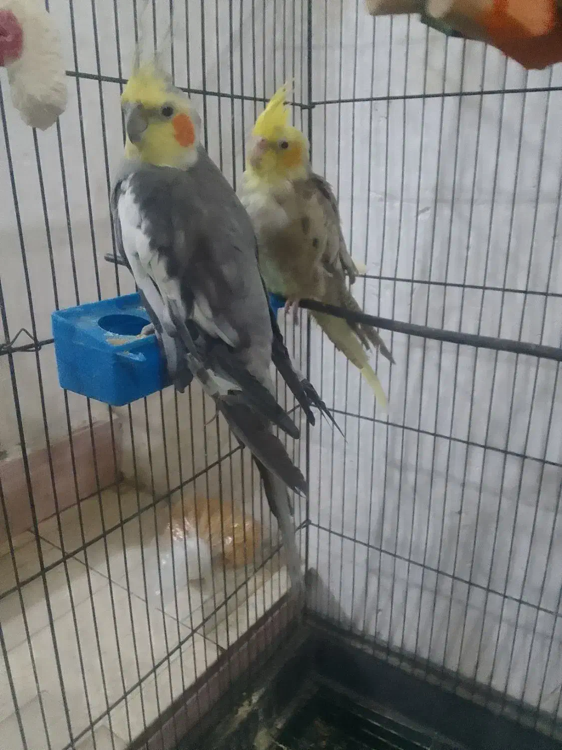 عروس هلندی|پرنده|جلین, |دیوار