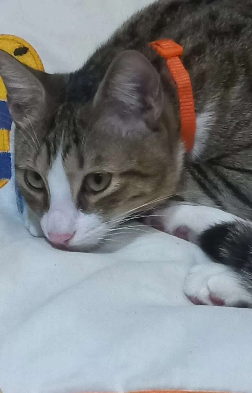 گربه پسر، مهربون و بازیگوش|گربه|رشت, منظریه|دیوار