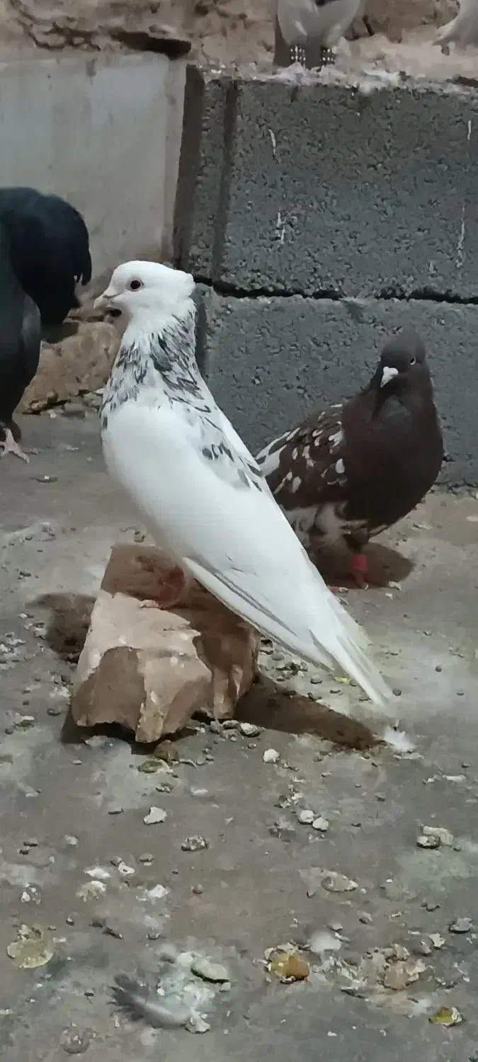 کفتر|پرنده|نصر آباد, |دیوار