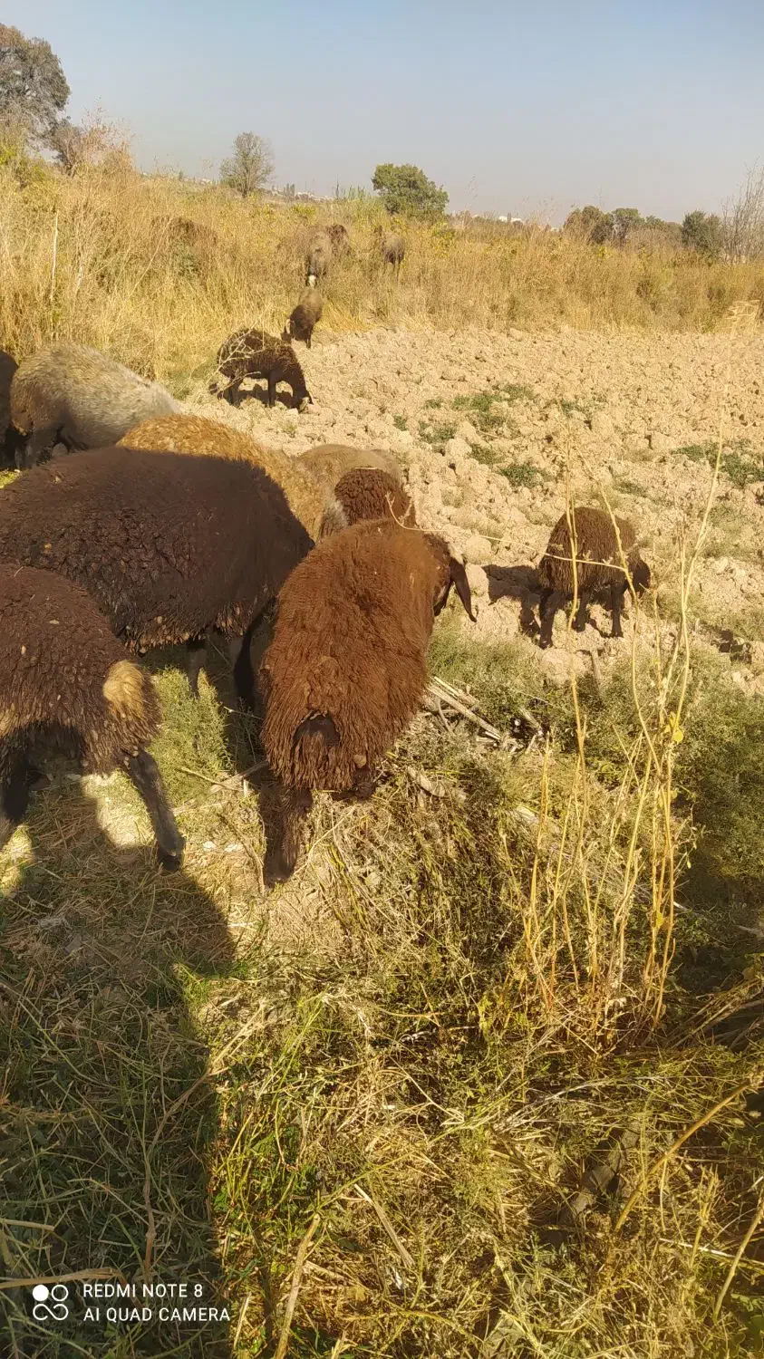 بره نر و ماده|حیوانات مزرعه|شال, |دیوار