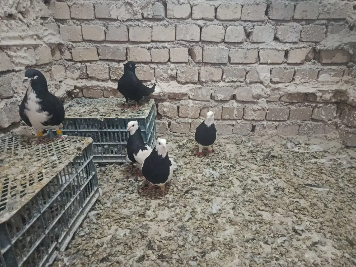 طوقی زیل دم دسفید|لوازم جانبی حیوانات|تاکستان, |دیوار