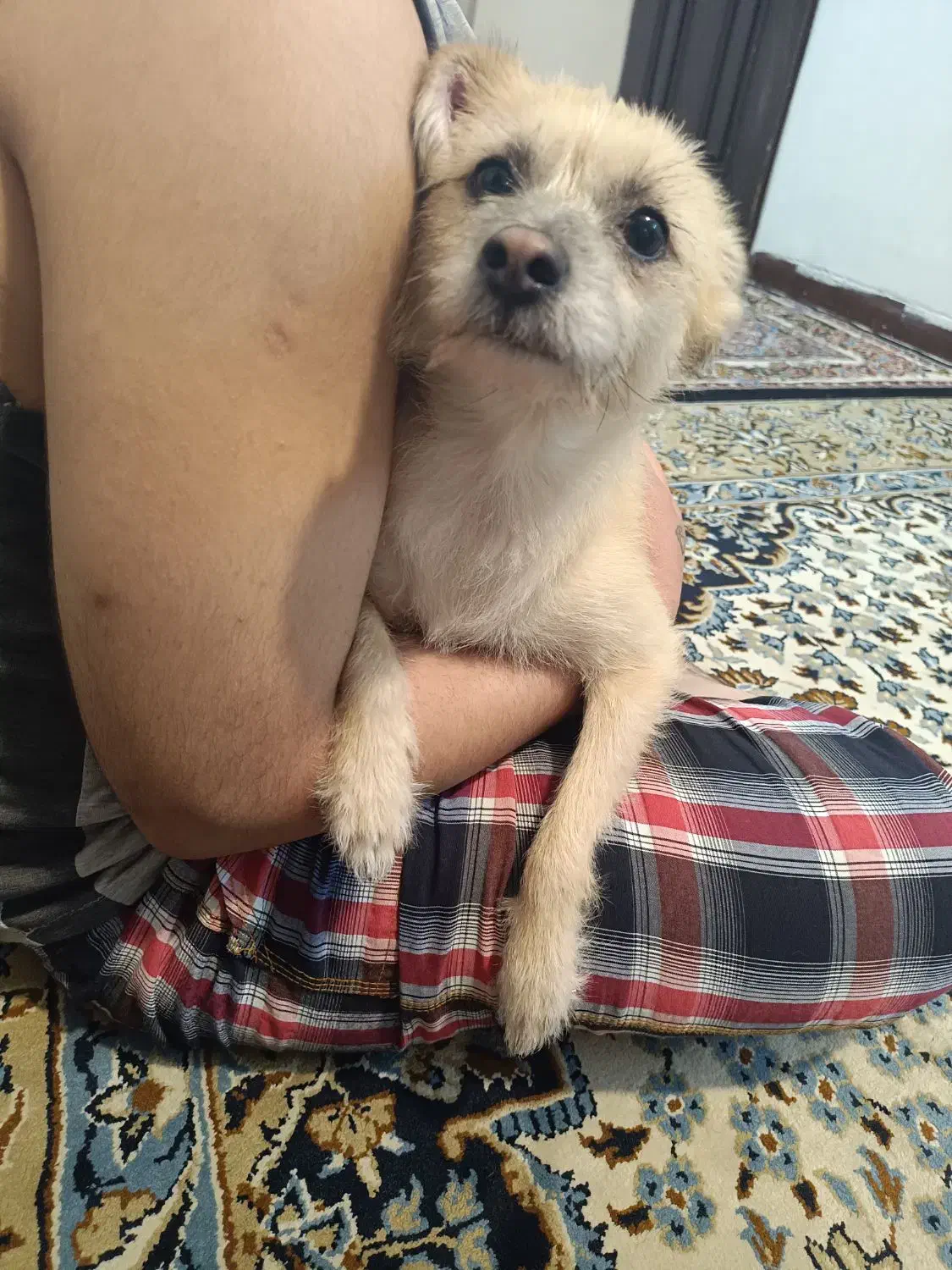 واگذاری رایگان سگ پامرین کراس|سگ|تهران, مسعودیه|دیوار