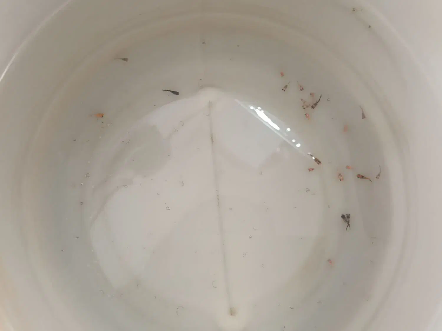 ماهی مولی بالن|ماهی|مرودشت, کناره|دیوار