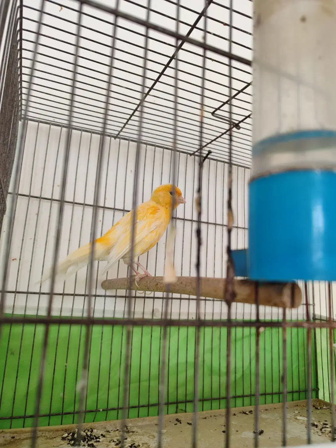 قناری|پرنده|مرودشت, کناره|دیوار