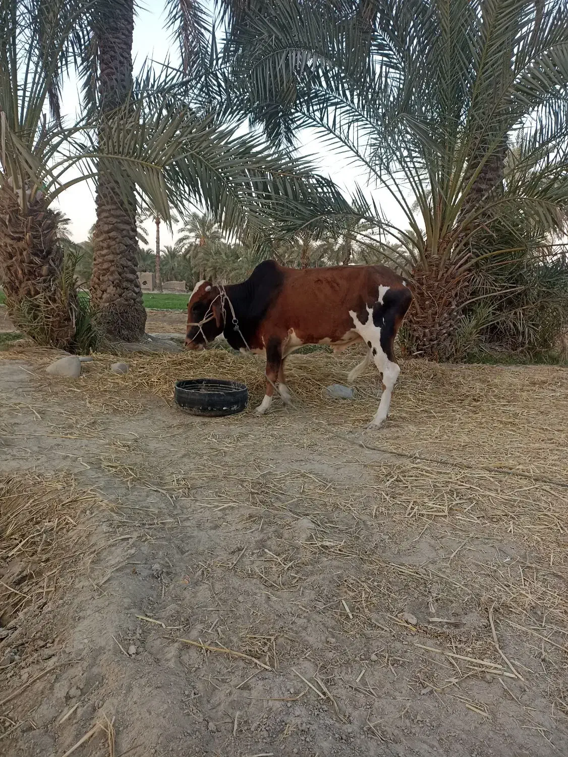 گاو نر دو ساله|حیوانات مزرعه|قصرقند, |دیوار