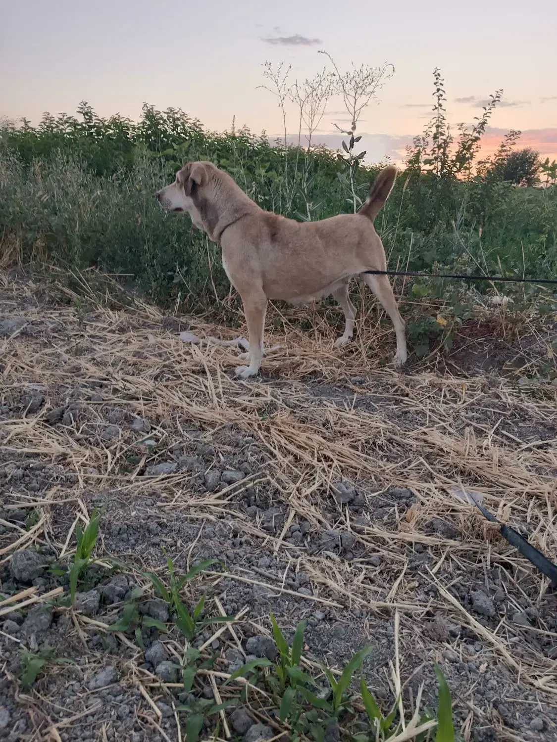 ماده.پژدر|سگ|گلبهار, شهر جدید گلبهار|دیوار