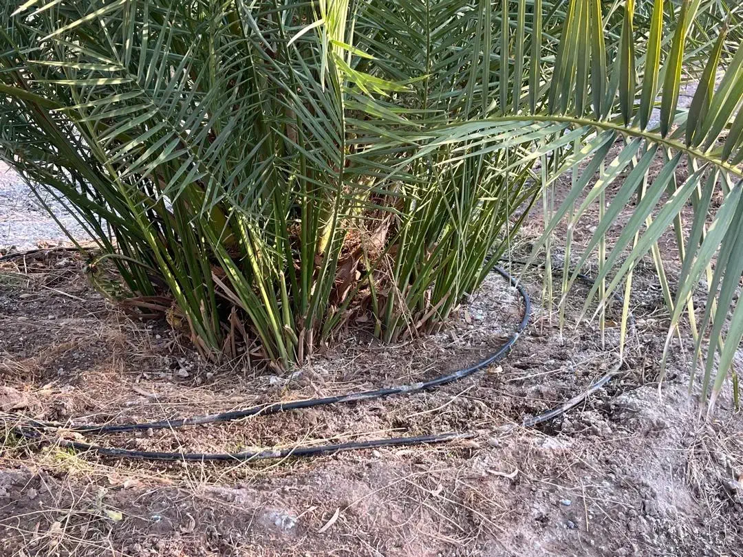 درخت پیارم درجه یک/جونگ/بم|خدمات باغبانی و درختکاری|بندرعباس, |دیوار