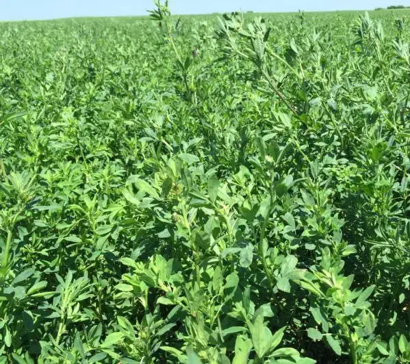 بذرقره یونجه اصیل با راندمان بالاوتناژ ۹تن درهکتار|خدمات باغبانی و درختکاری|شیراز, پارک آزادی|دیوار