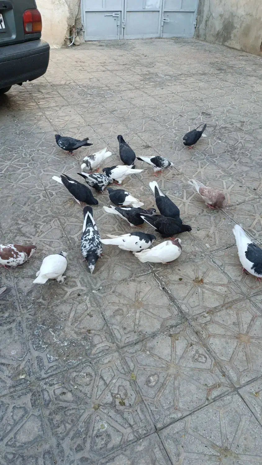فروش کبوتر سرحال|پرنده|شیراز, تل حسین‌آباد|دیوار