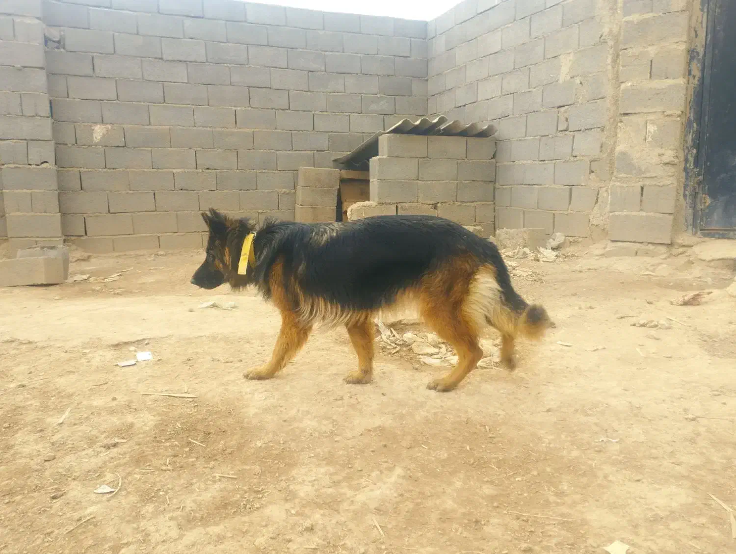 ژرمن شپرد ماده اصیل|سگ|صوفیان, |دیوار