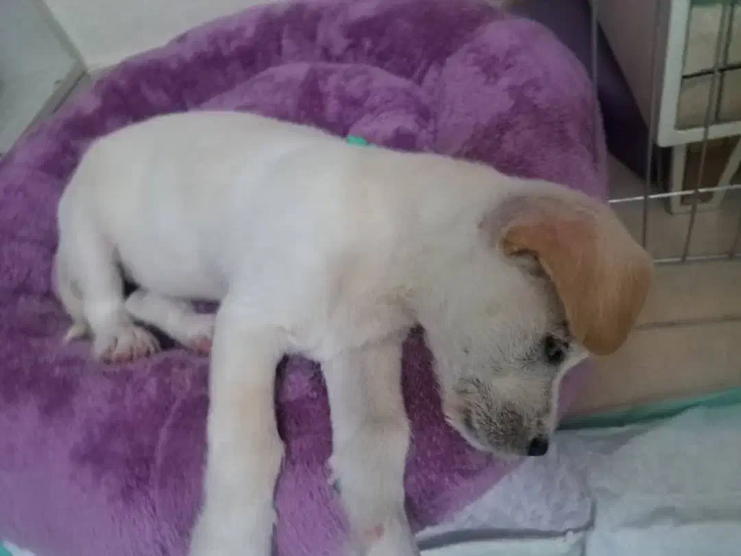 اشپیتز المان|سگ|تهران, جوادیه تهرانپارس|دیوار