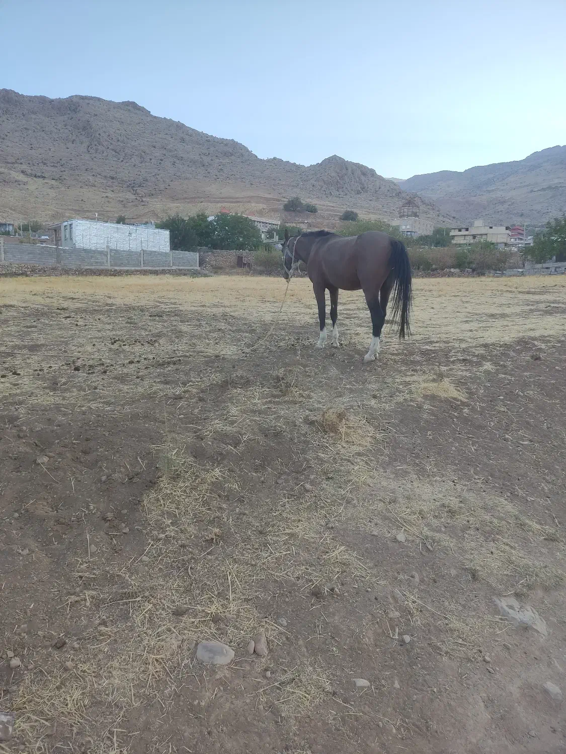 اسب|اسب و تجهیزات اسبسواری|لردگان, |دیوار