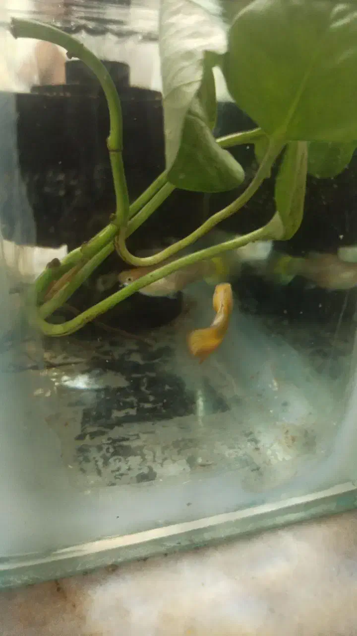 بچه گوپی و گوپی|ماهی|قزوین, |دیوار