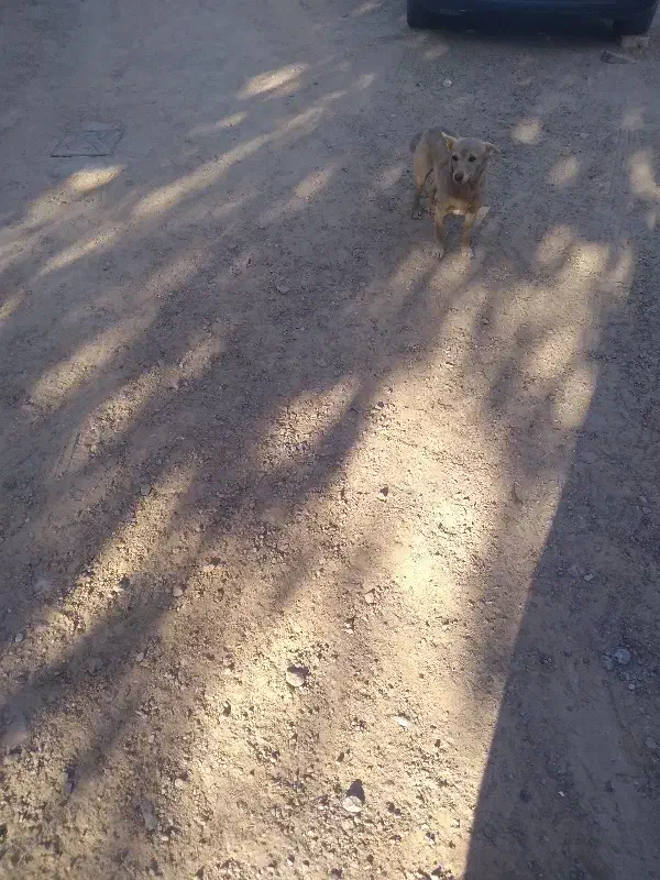 واگذاری پاکوتاه ماده|سگ|تربت جام, شاهد|دیوار