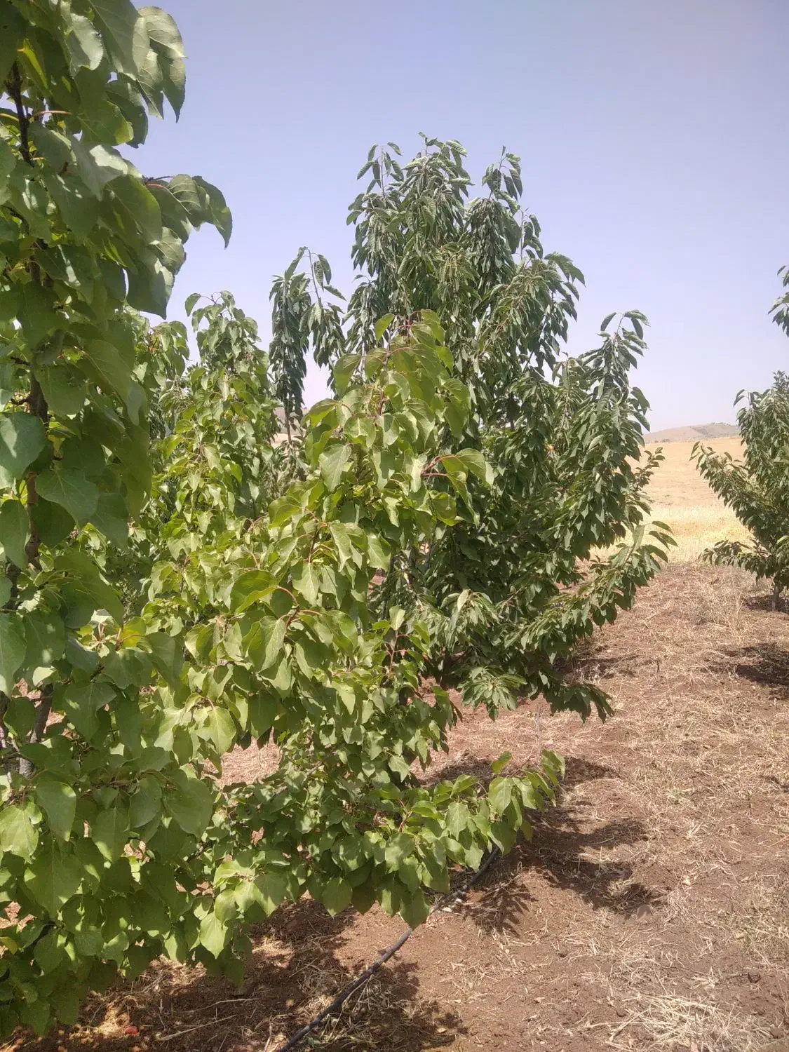 باغ وزمین|فروش دفتر صنعتی، کشاورزی، تجاری|کامیاران, |دیوار