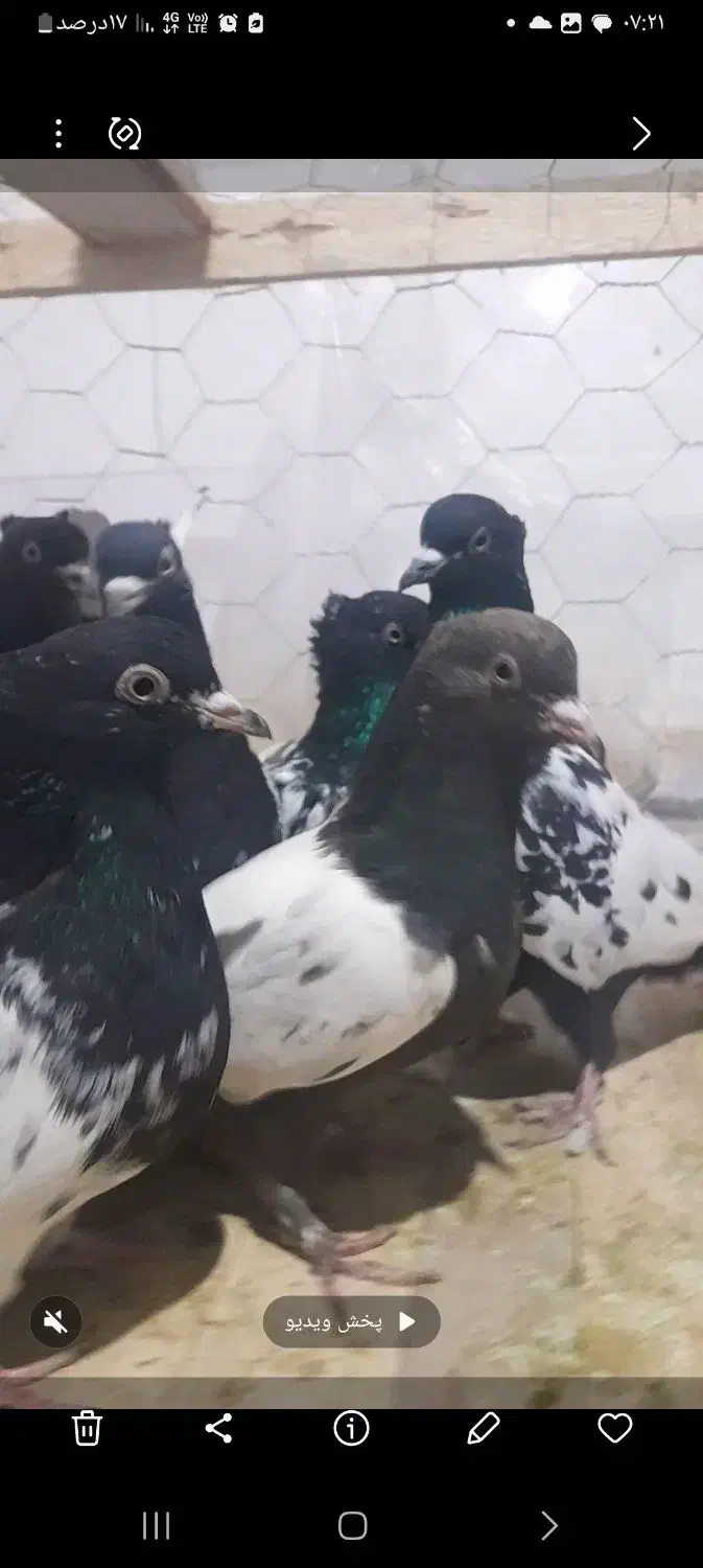 کله و سینه ارزون|پرنده|مه ولات, |دیوار