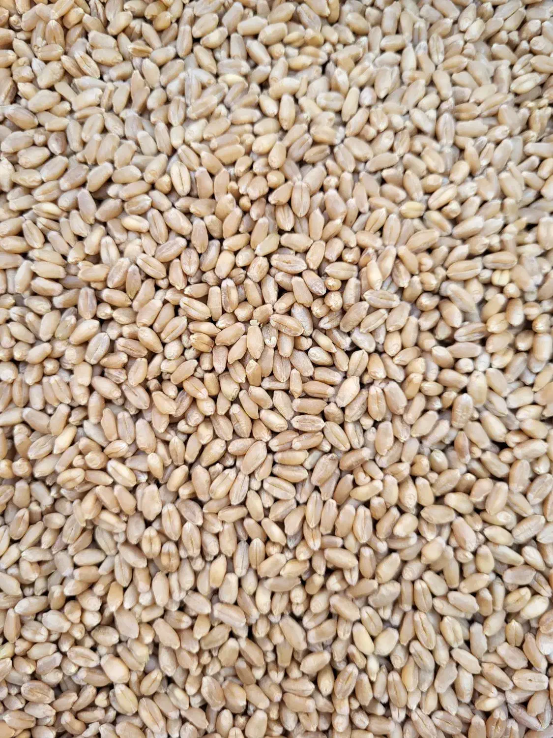 گندم بذری (کم آب و پر آب با تناژ بالا)|عمدهفروشی|شیراز, بازار|دیوار