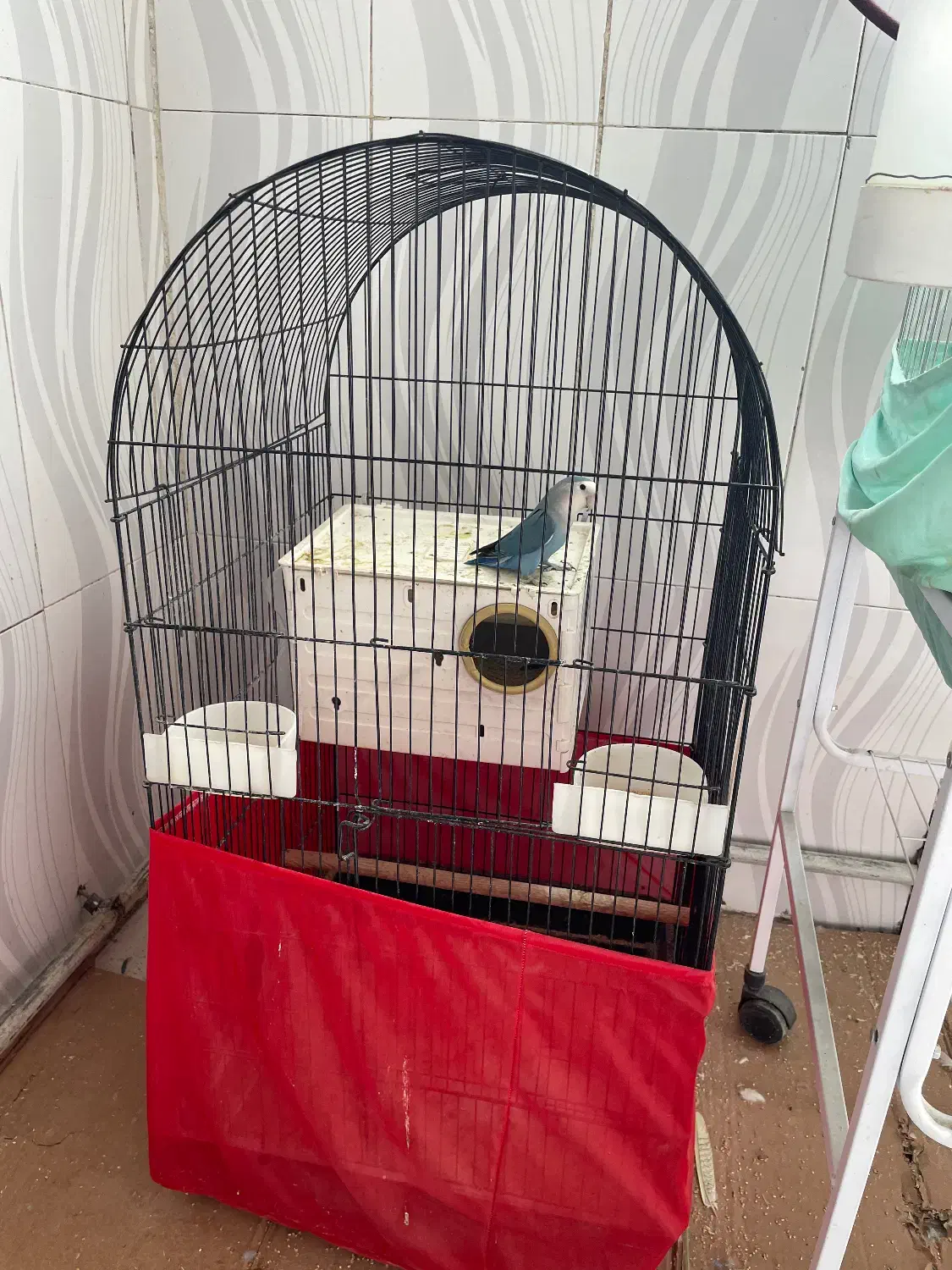 دو تا پرنده کوتوله با قفس|پرنده|پیشوا, |دیوار