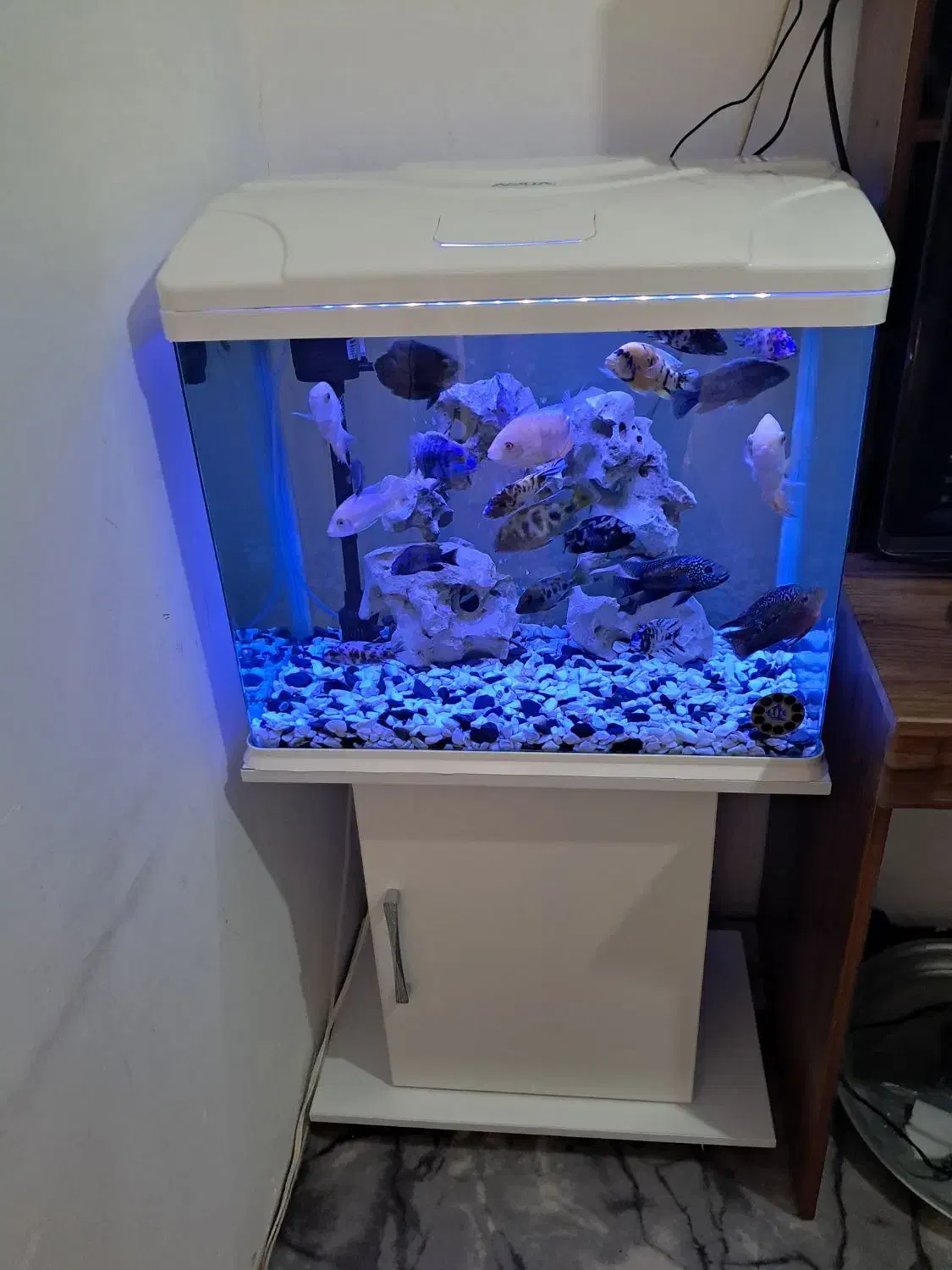 اکواریم با میز خودش|ماهی|اقبالیه, |دیوار