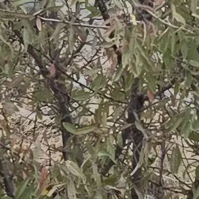 زمین باغی سند تک برگ سپیدار|فروش دفتر صنعتی، کشاورزی، تجاری|سپیدار, |دیوار