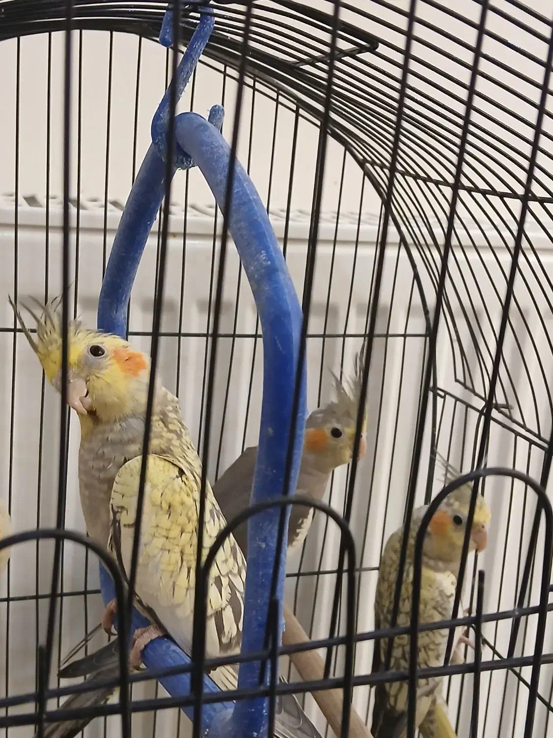 عروس هلندی|پرنده|قائمشهر, |دیوار