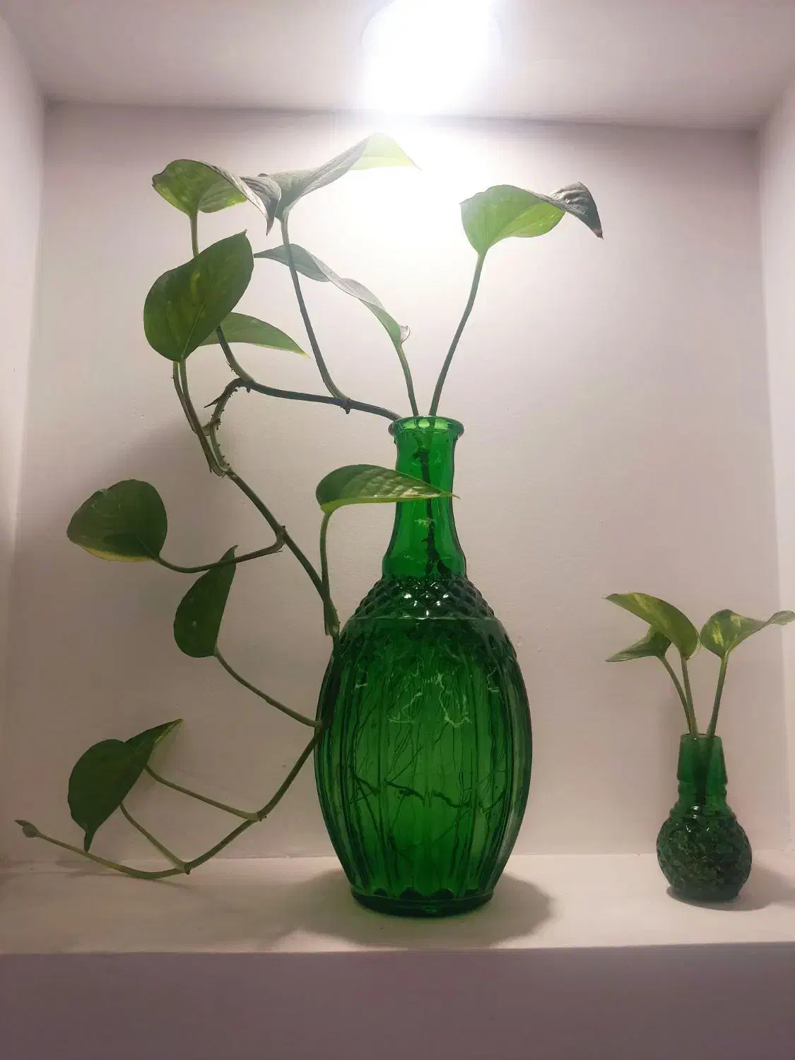 گلدان|گل و گیاه طبیعی|کاشان, فاز ۲ ناجی آباد|دیوار