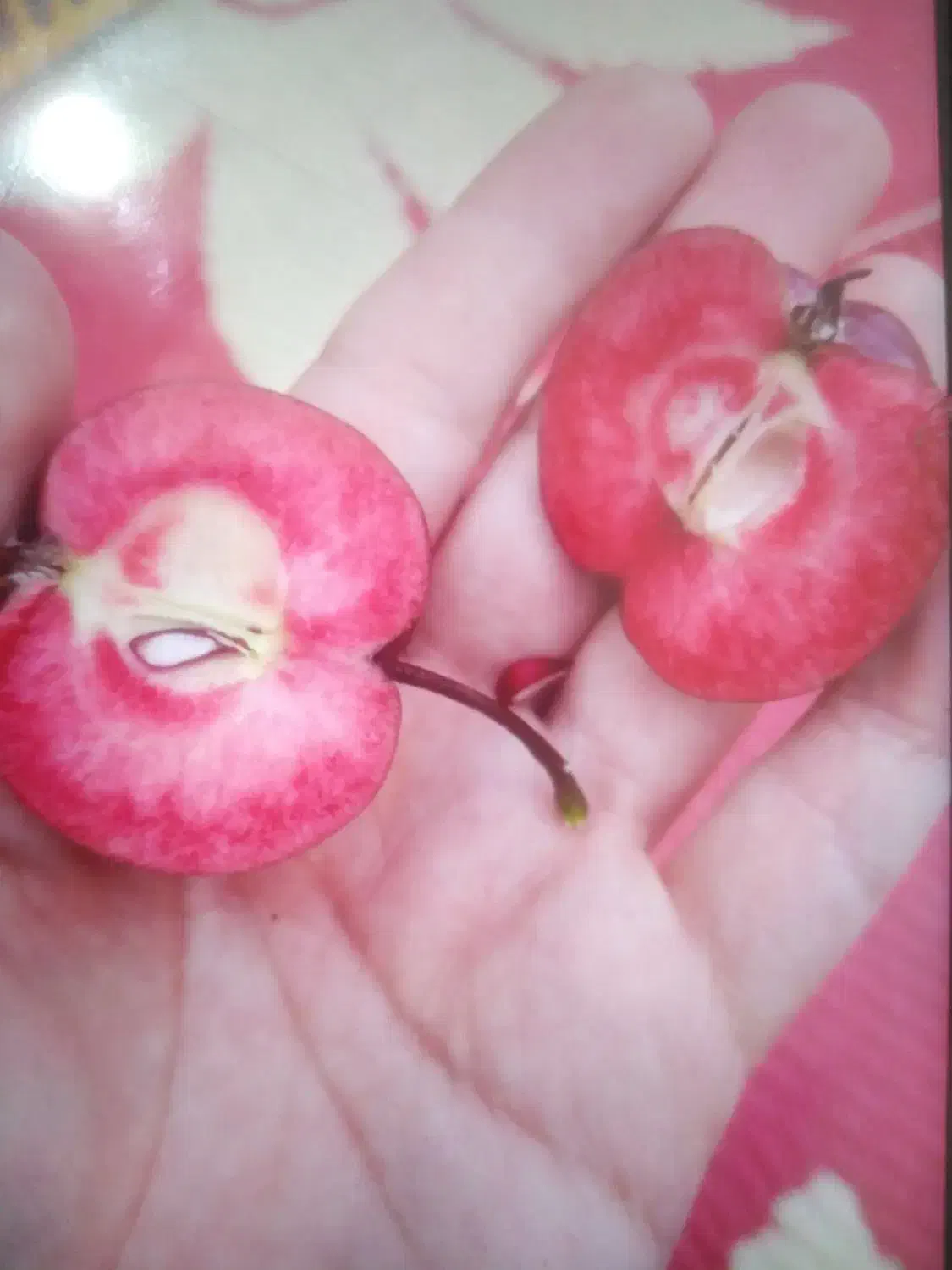 نهالستان محسن اکبری درخت کاج|خدمات باغبانی و درختکاری|مشهد, سیسآباد|دیوار