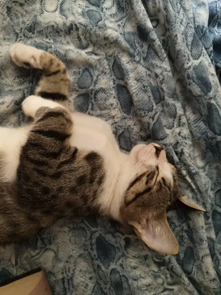 واگذاری رایگان تام|گربه|رشت, گلسار|دیوار