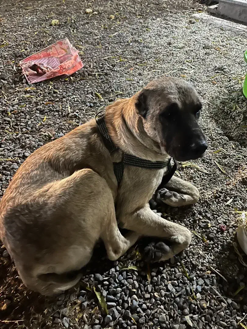 سگ سراب|سگ|کوهسار (البرز), |دیوار