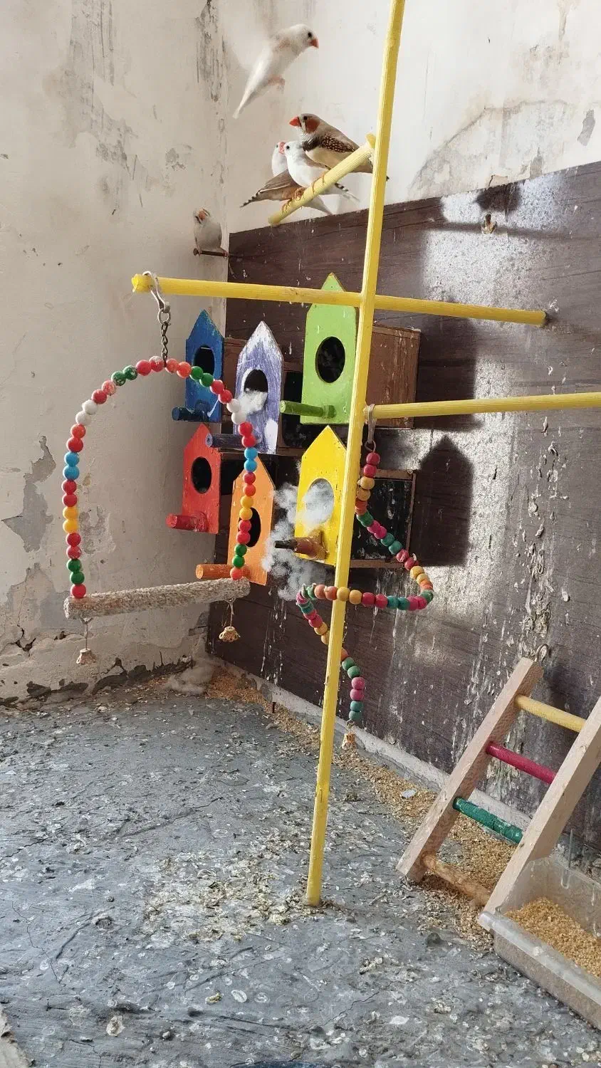 فنچ مولد|پرنده|قزوین, |دیوار