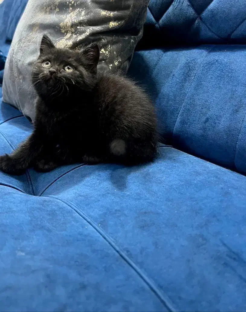 دو گربه بریتیش بلو و مشکی|گربه|اهواز, گلستان|دیوار