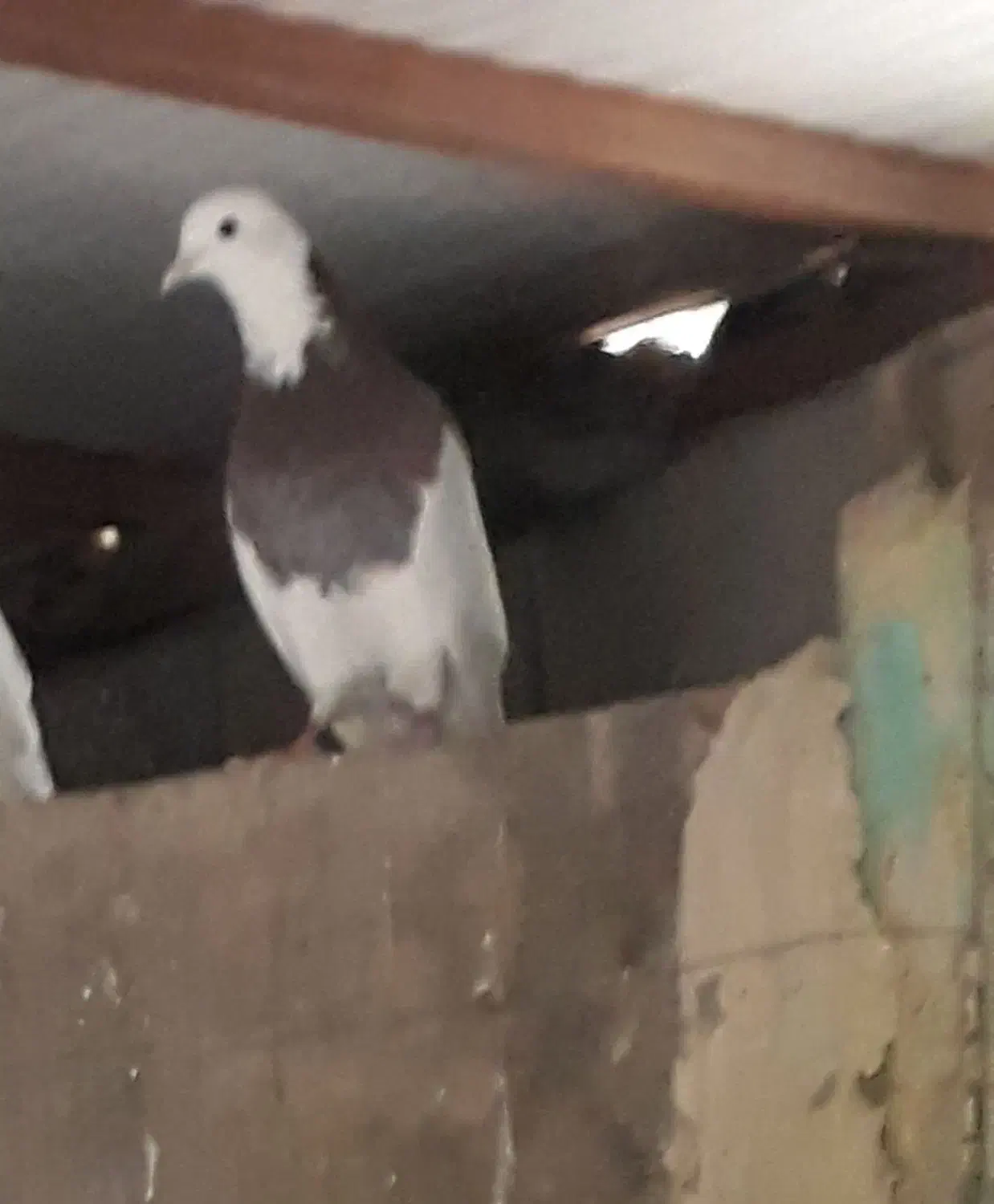 شازده|پرنده|تویسرکان, |دیوار