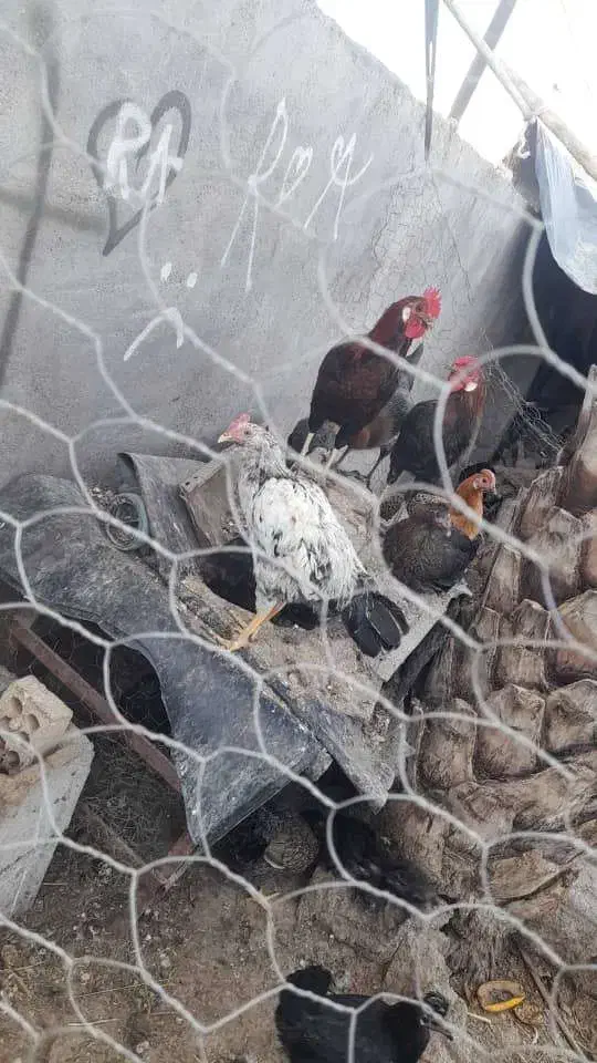 خروس و بوقلمو|حیوانات مزرعه|دزفول, |دیوار