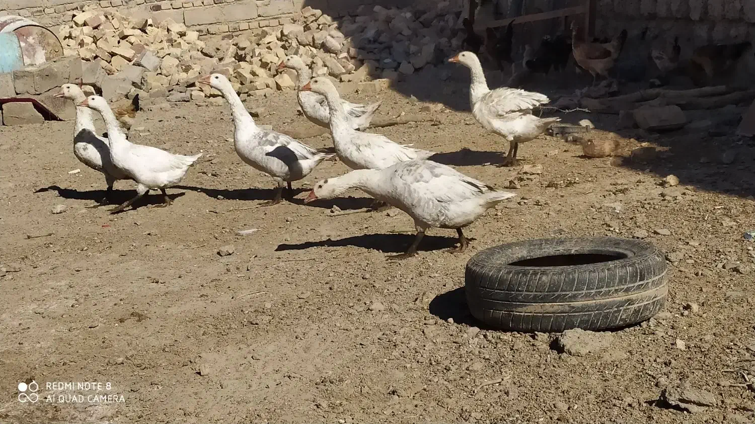 ۶عدد غازسفید خاکستری|حیوانات مزرعه|هامون, |دیوار