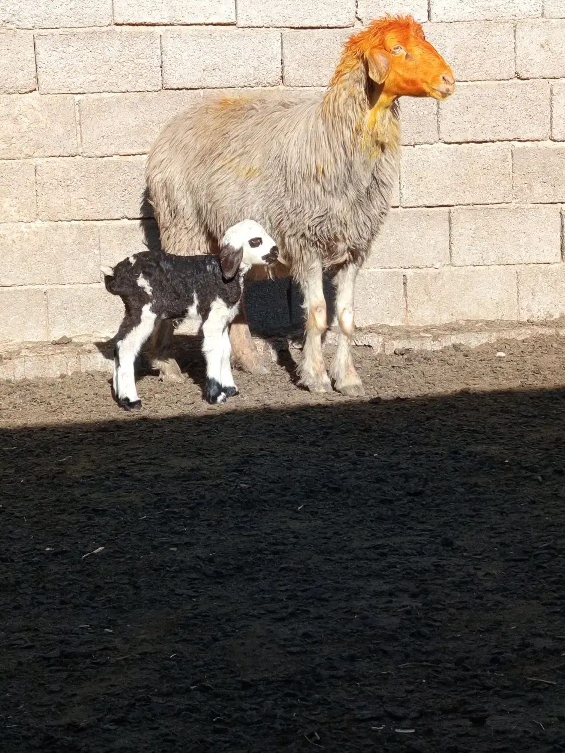 18راس میش بره دار|حیوانات مزرعه|میمند, |دیوار