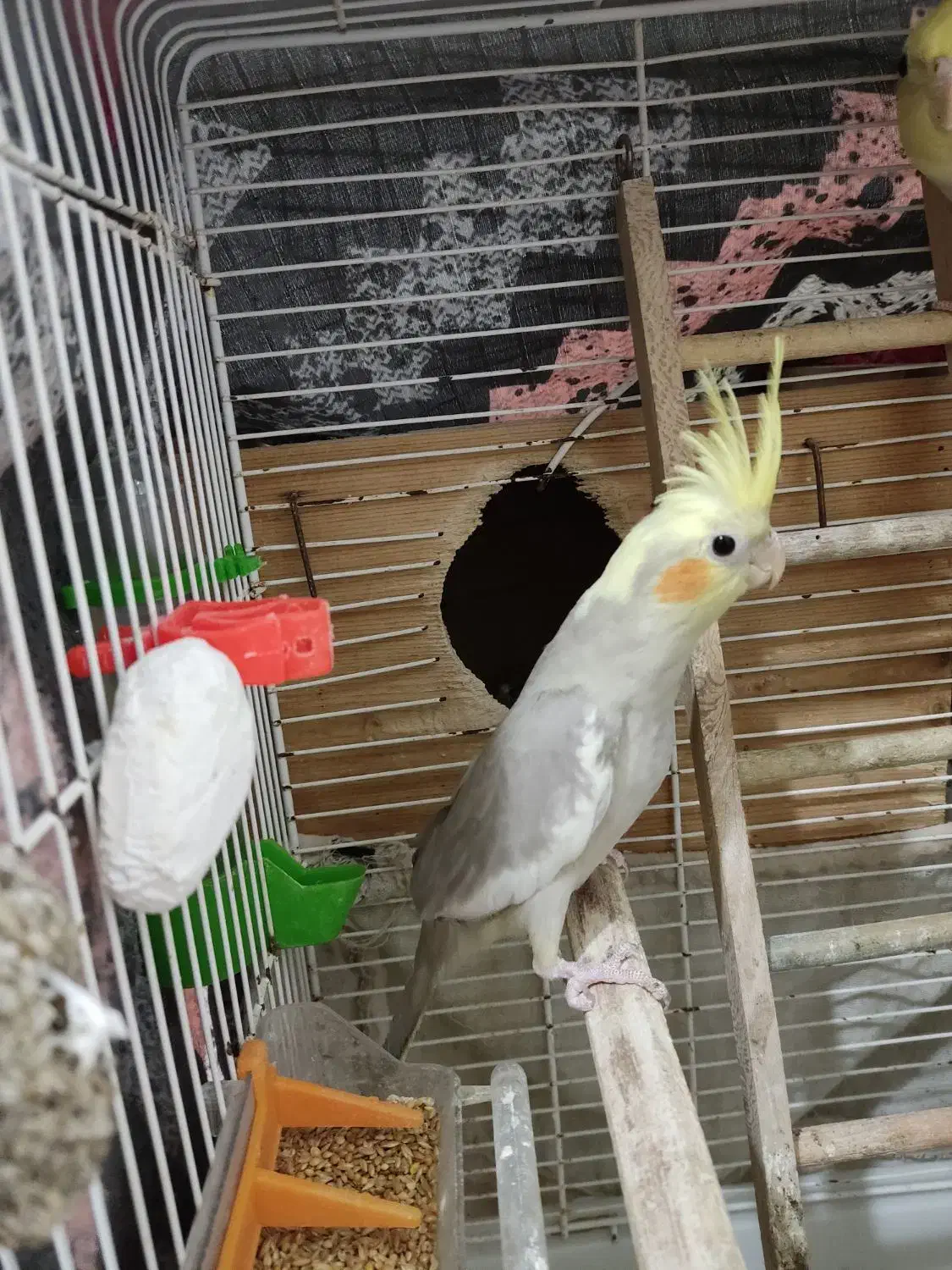 پرنده عروس هلندی|پرنده|کیاشهر, |دیوار