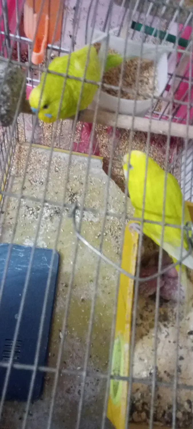 دو عدد مرغ عشق سبز زیبا با دو عدد جوجه سرحال|پرنده|اصفهان, محمودیه|دیوار