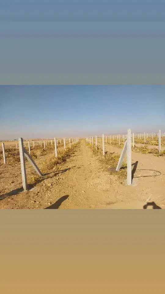 فنس کشی وداربست باغات بابهترین قیمت وکیفیت - حیدری|خدمات باغبانی و درختکاری|تاکستان, |دیوار