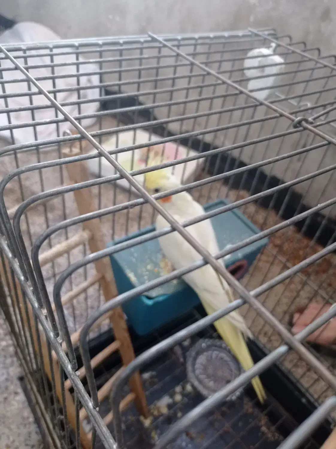 پرنده زیبا|پرنده|محمدیه-قزوین, |دیوار