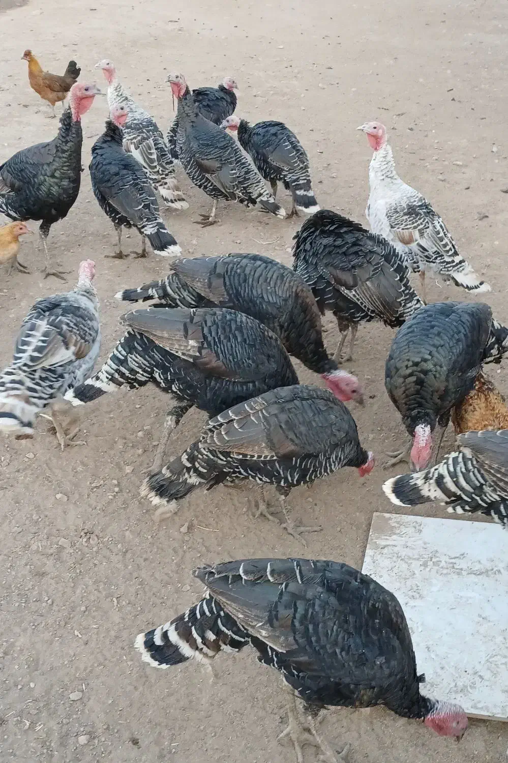 بوقلمون نروماده جفتی ۳ملیون وپانصد|حیوانات مزرعه|کوهدشت, |دیوار