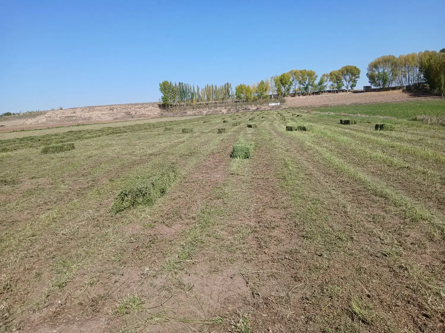 یونجه چین دوم|حیوانات مزرعه|اردبیل, |دیوار